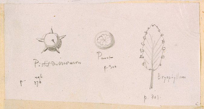 Victor Ruprich-Robert - Pistil de mouron, pavot, bryophyllum