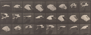Eadweard Muybridge - Perroquet volant
