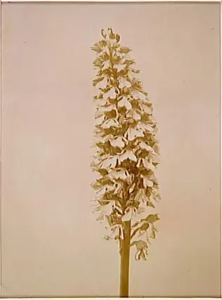 Une tige de fleurs, détail de fleurs d'orchidée - Anonyme