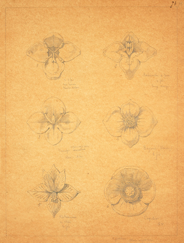 Victor Ruprich-Robert - 6 croquis de fleurs : Aes hinante de Java, Véronique, Bé...