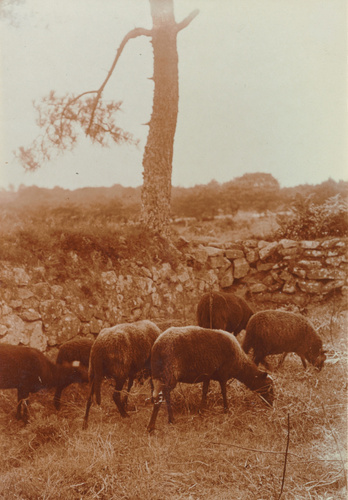 Charles Augustin Lhermitte - Le Faouët, moutons paissant dans le bocage
