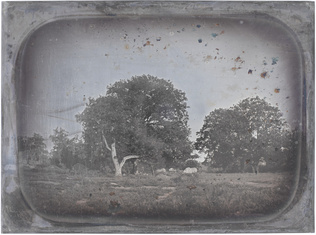 Anonyme - Grands chênes, forêt de Fontainebleau (?)