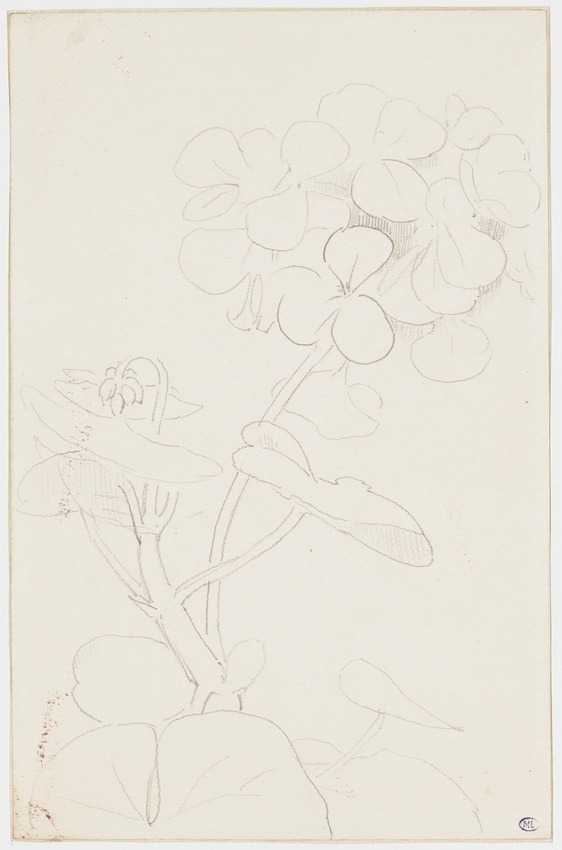 Odilon Redon - Géranium