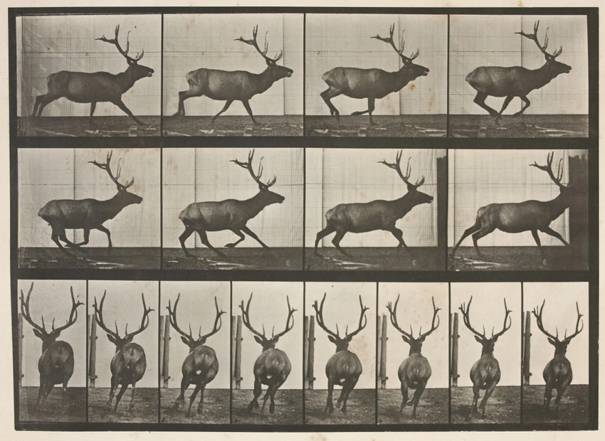 Cerf - Eadweard Muybridge