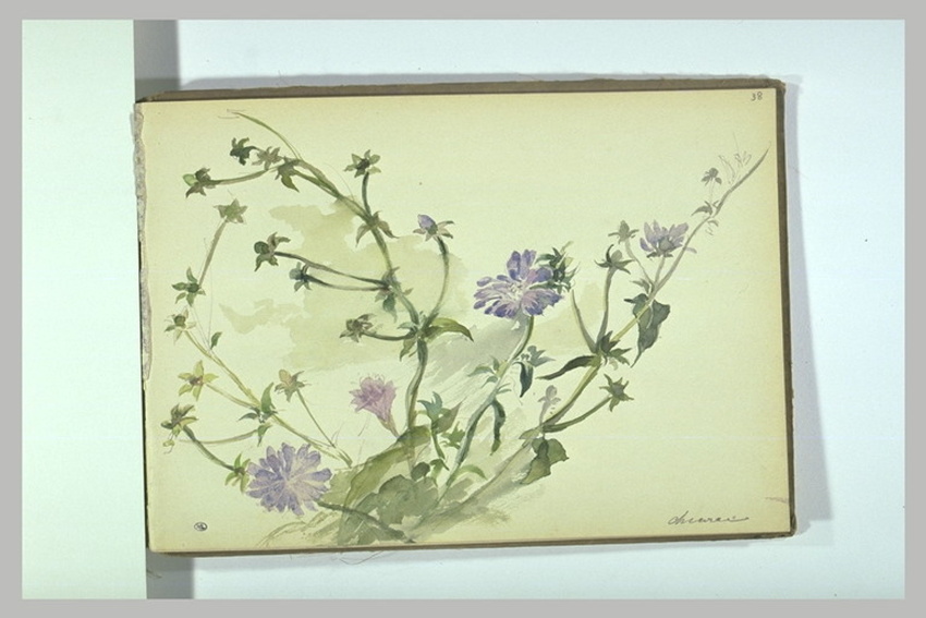 Léonide Bourges - Fleurs : centaurées