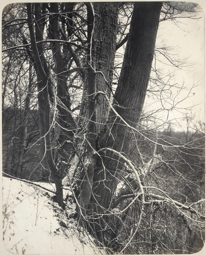 Scherer et Nabholz - Paysage : détail d'un tronc d'arbre sous la neige