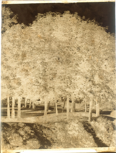 Adolphe Humbert de Molard - Groupe d'arbres avec une carriole en arrière-plan