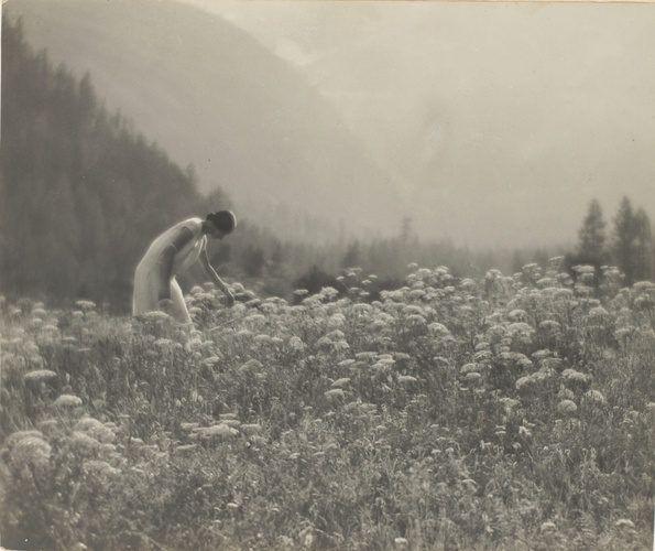 Achille Bologna - Mont Rose, fleurs des Alpes