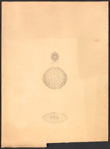 René Lalique - Flacon vu de face et de dessus