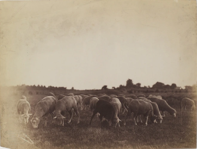Charles Bodmer - Paysage avec moutons