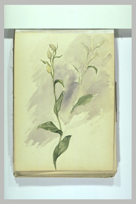 Léonide Bourges - Fleurs