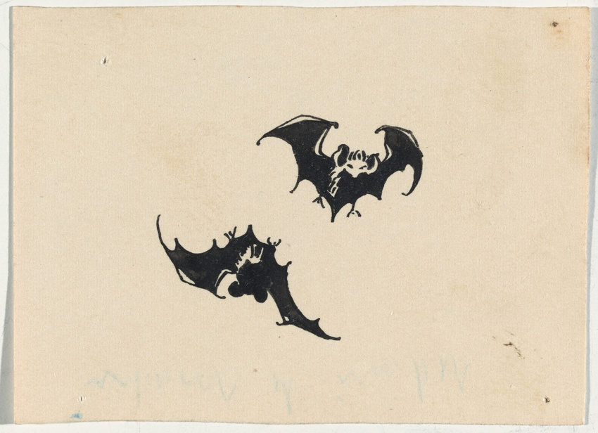 La nuit de la chauve-souris - Observatoire de la nature