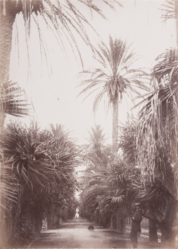 Anonyme - L'Allée des palmiers dans le jardin d'essai du Hamma à Alger