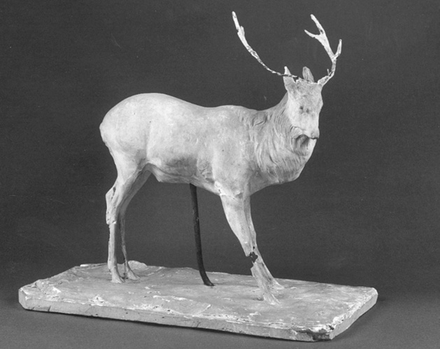 Cerf à l'arrêt