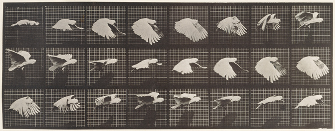 Eadweard Muybridge - Perroquet volant