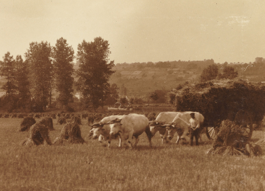 Charles Augustin Lhermitte - France, moisson, attelage de boeufs à un charriot