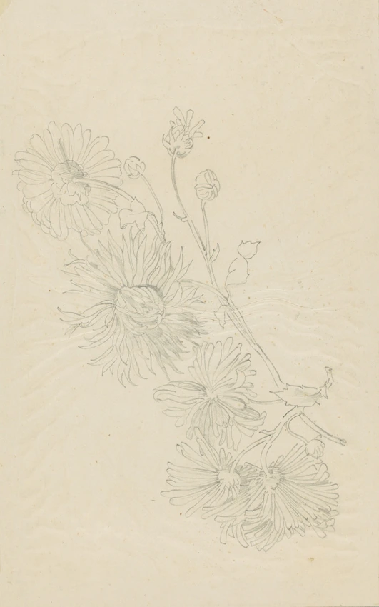 Claudius Popelin - Etude d'une branche de chrysanthème en fleur