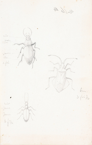 Victor Ruprich-Robert - Insectes