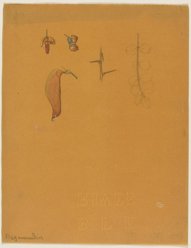 René Lalique - Deux études de fleurs et une étude de gousse de baguenaudier, ver...