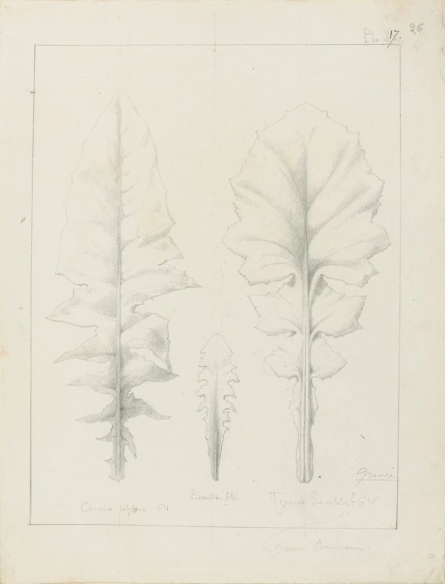 Etude de feuilles de frontosa sanchifolia, de geum goeneum, de pissenlit, de chicoria intybus - Victor Ruprich-Robert