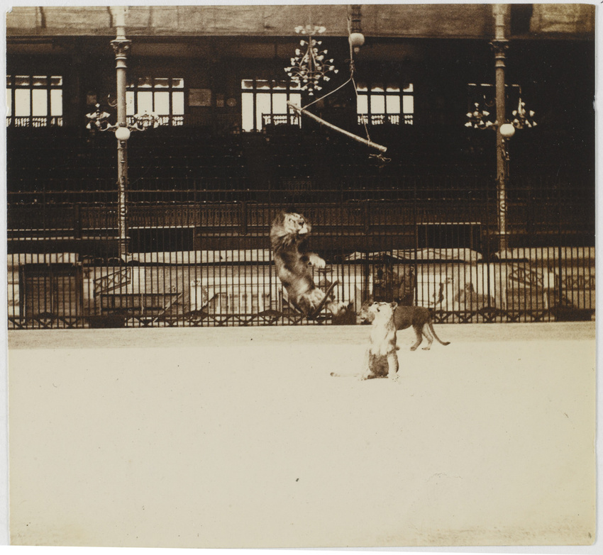 Albert Londe - Hippodrome de l'Alma, répétition de la pantomime Néron, lion saut...
