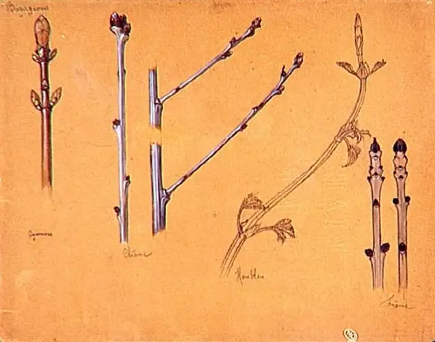 René Lalique - Cinq études de rameaux et bourgeons de différentes essences : syc...