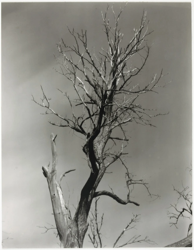 The Dying Chestnut Tree - Alfred Stieglitz