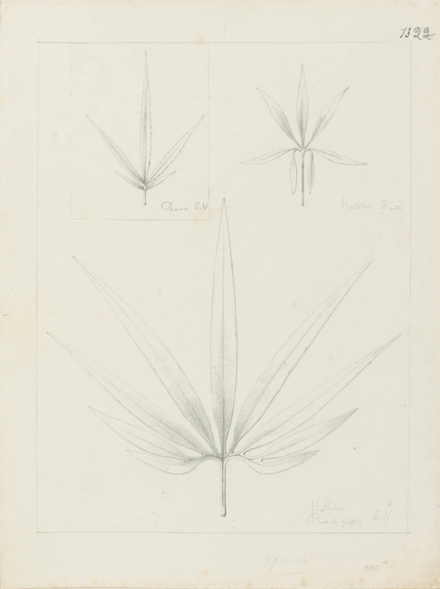 Etude de feuilles d'héllébore pied de griffon, d'héllébore, étude de feuilles de chanvre - Victor Ruprich-Robert