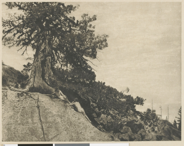 Anne Brigman - Dryads