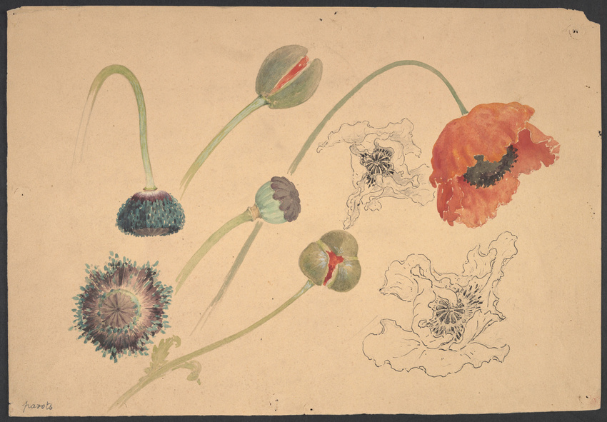 Emile Gallé - Coquelicot