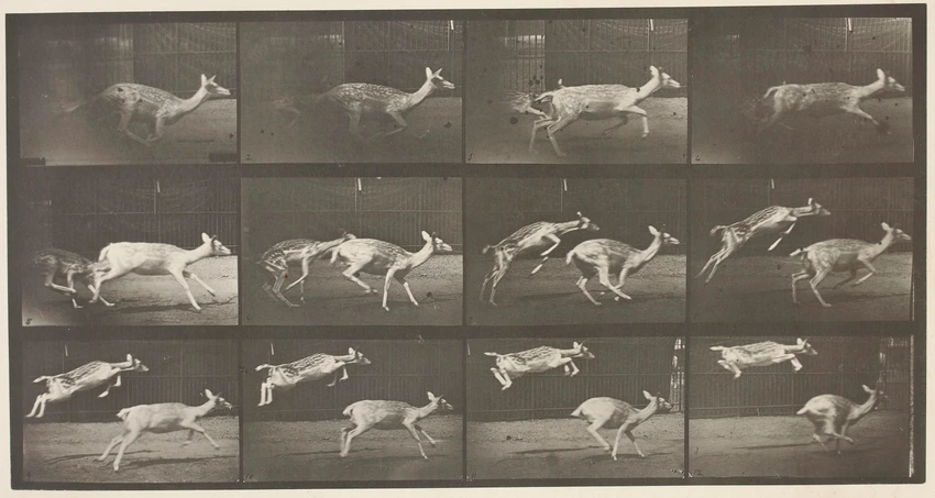 Eadweard Muybridge - Biches, course et sauts