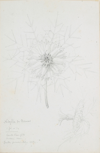 Victor Ruprich-Robert - Nigelle de Damas