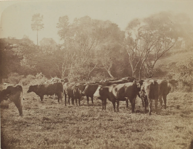 A. Foncelle - Paysage avec vaches