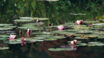 Documentaire • Monet et les Nymphéas, l’éternité retrouvée