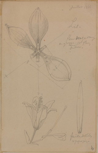 Victor Ruprich-Robert - Lys