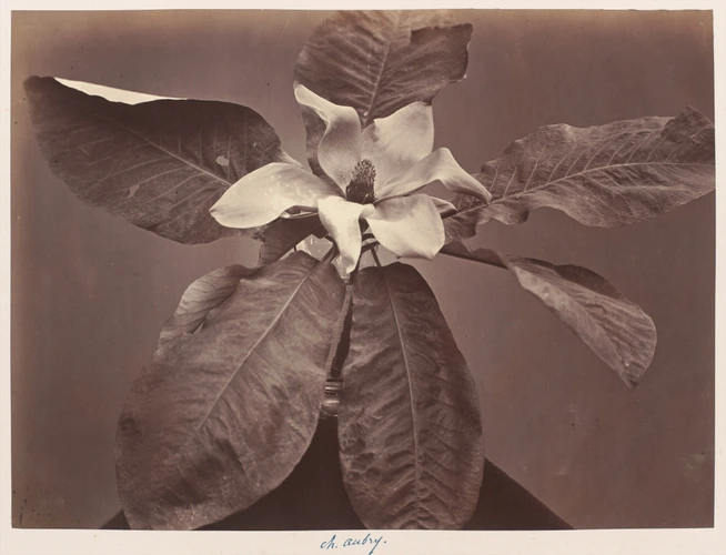 Fleur et feuilles - Charles Aubry
