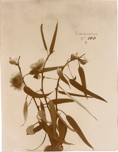 L. Ollivier - Eucalyptus