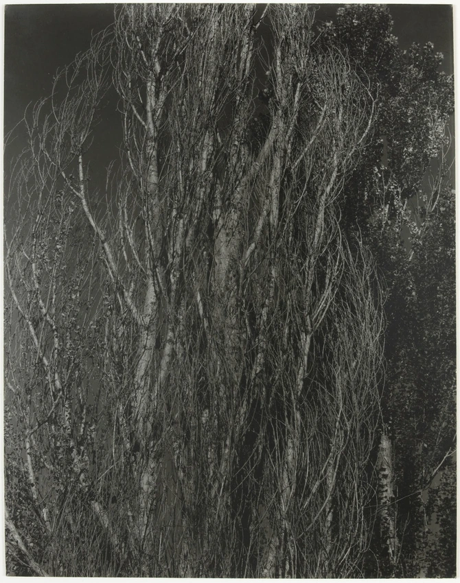 Poplars, Lake George - Alfred Stieglitz