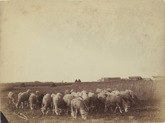 Paysage avec moutons