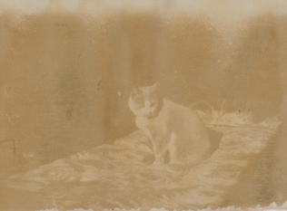 Pierre Bonnard - Le Chat au pelage bicoloré dressé sur un lit