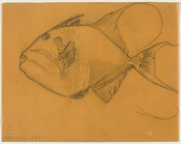René Lalique - Etude de poisson vu de profil