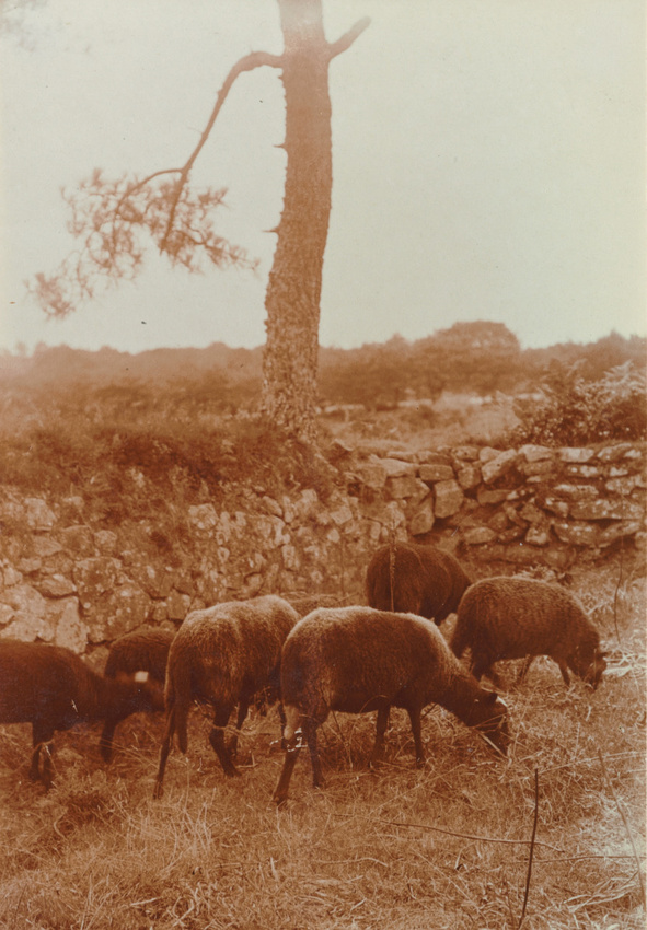 Charles Augustin Lhermitte - Le Faouët, moutons paissant dans le bocage
