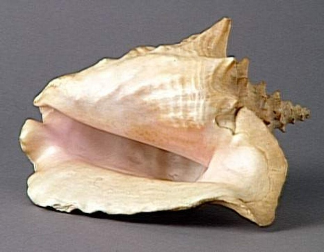 Anonyme - La Coquille