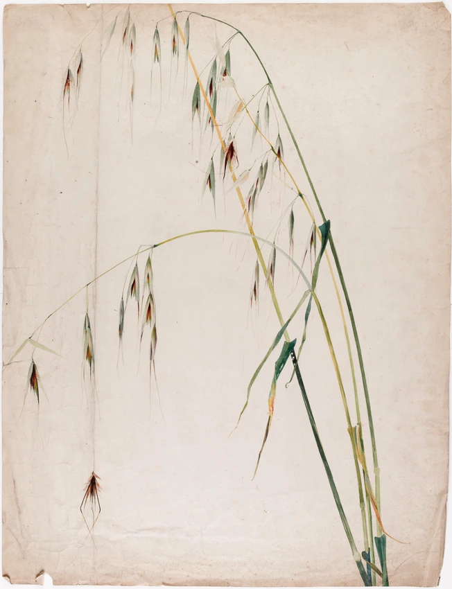 Emile Gallé - Avoine, avena sativa