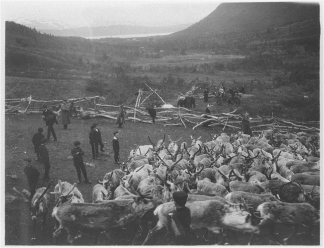 Anonyme - Norvégiens et troupeau de rennes