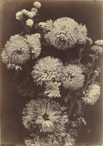 Charles Aubry - Reines-marguerites