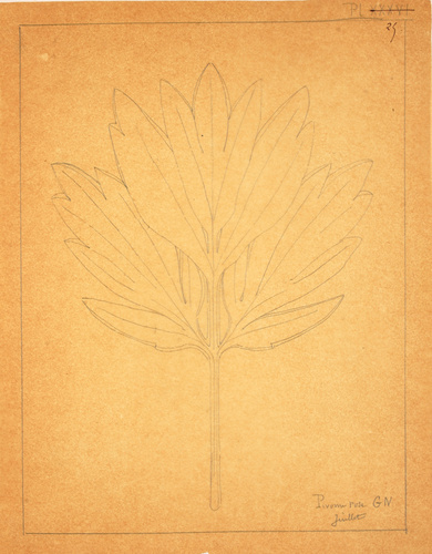 Victor Ruprich-Robert - Croquis de feuille de pivoine