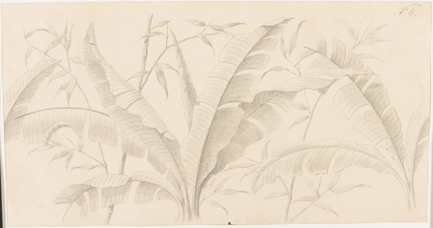 Emile Gallé - modèke de décor : musa et bambou