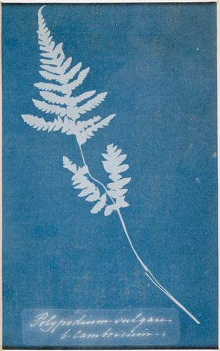 Anna Atkins - Polypodium vulgare b. Cambricium