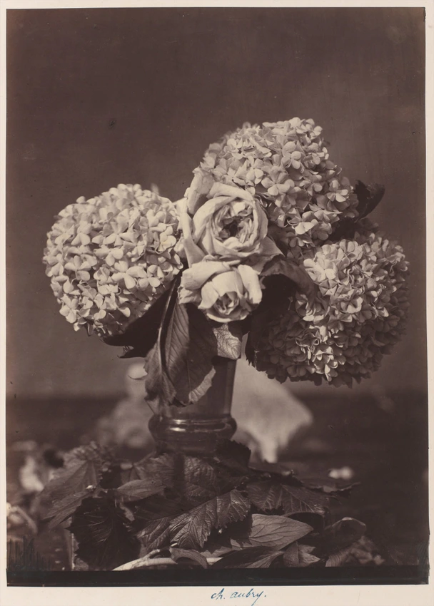 Charles Aubry - Fleurs d'hortensia et roses dans un vase